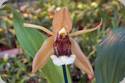 Coelogyne salmonicolor